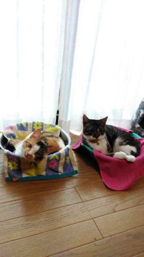 15日のチッチとこぶち♪