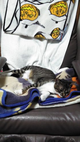 19日のチッチとこぶち♪