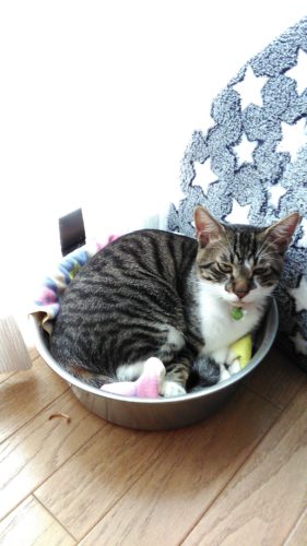 20日のチッチとこぶちと五右衛門ランチ♪