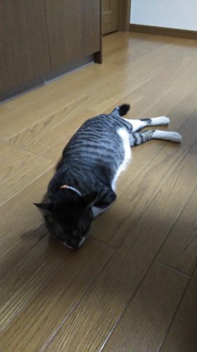 21日のチッチとこぶち♪