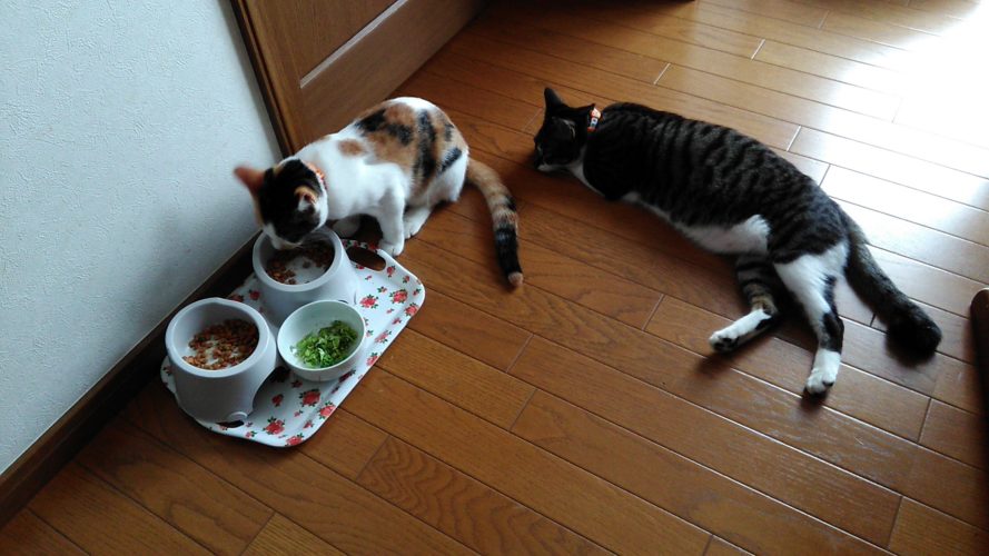 1日のチッチとこぶち（どっちかがゲー）