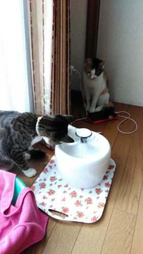 3日のチッチとこぶち♪