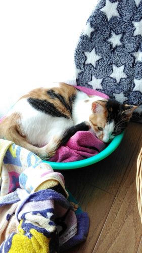 5日のチッチとこぶち♪