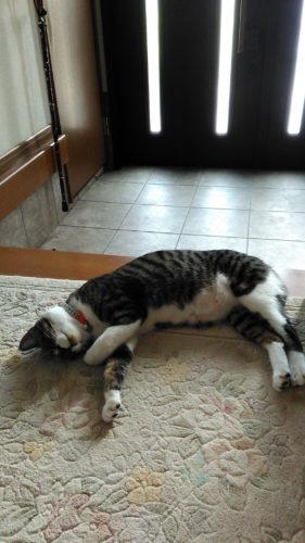 6日のチッチとこぶち♪