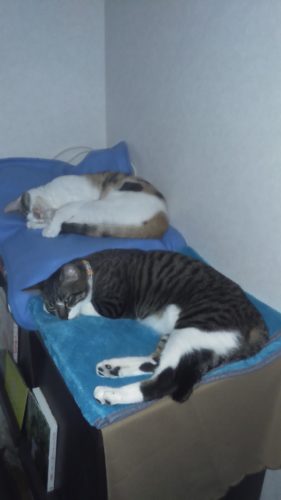 10日のチッチとこぶち♪