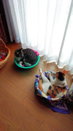 12日のチッチとこぶち♪