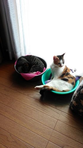 15日のチッチとこぶち♪