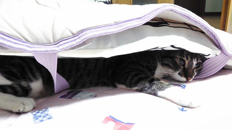 18日のチッチとこぶち（チッチがゲー）♪