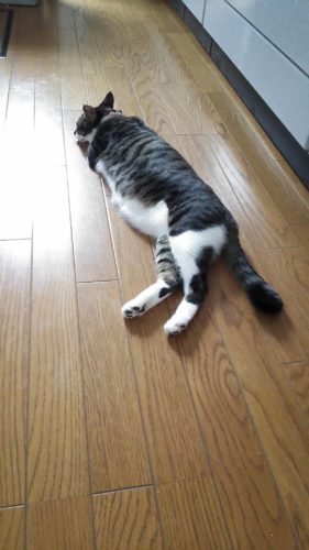 19日のチッチとこぶち♪