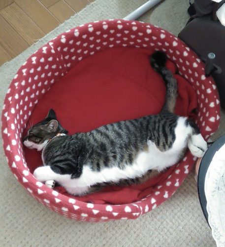 20日のチッチとこぶち（こぶちがゲー）♪