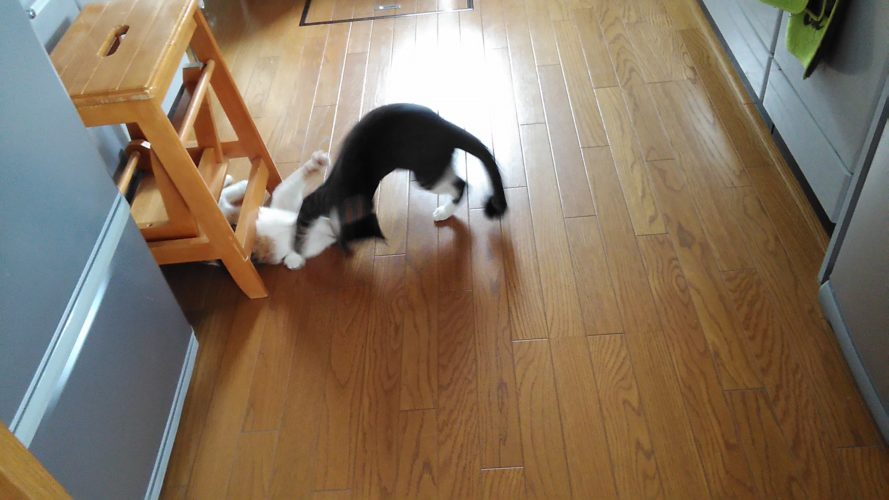 21日のチッチとこぶち♪