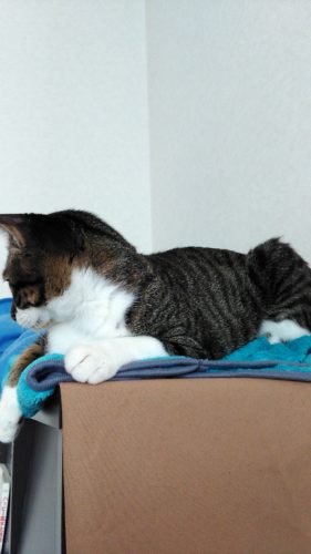 27日のチッチとこぶち♪