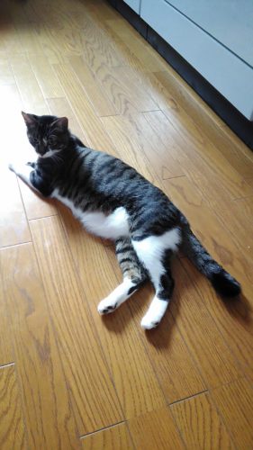 28日のチッチとこぶち♪