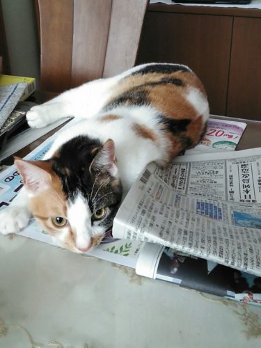 29日のチッチとこぶち♪