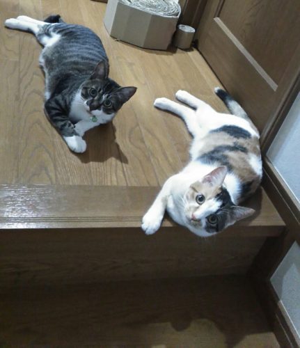 31日のチッチとこぶち♪