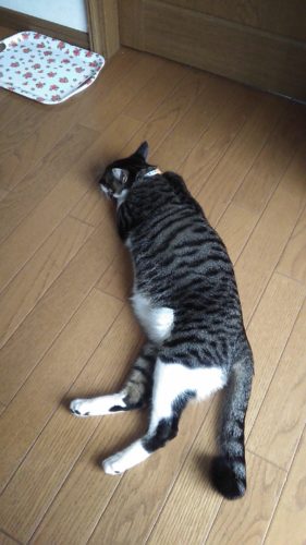 2日のチッチとこぶち♪