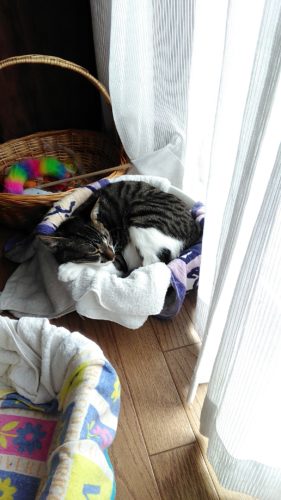 3日のチッチとこぶち♪