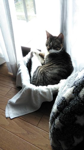 4日のチッチとこぶち♪