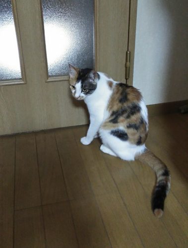 6日のチッチとこぶち（岩槻店２泊目）♪