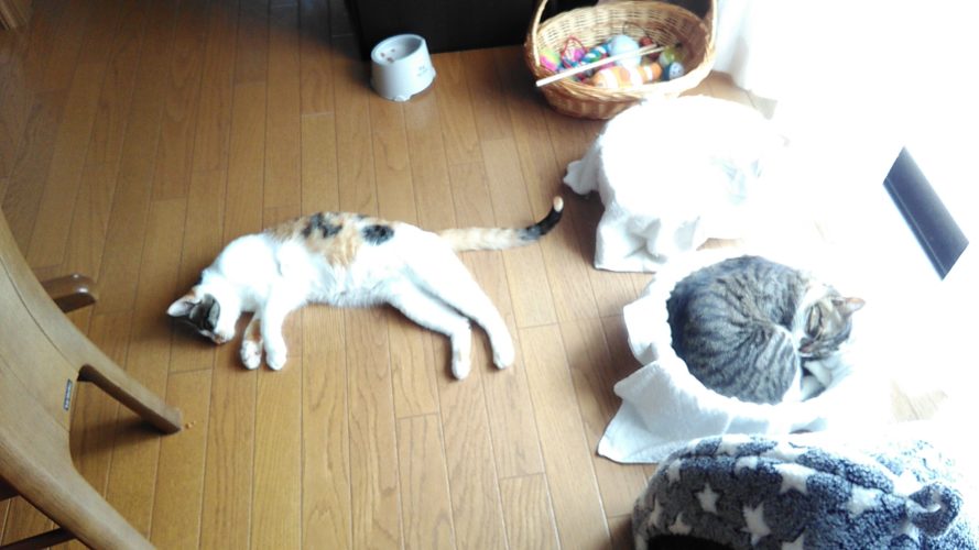 8日のチッチとこぶち♪