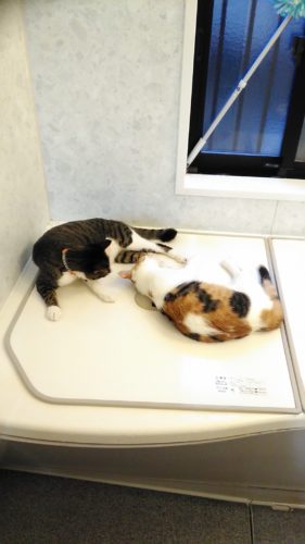 9日のチッチとこぶち♪