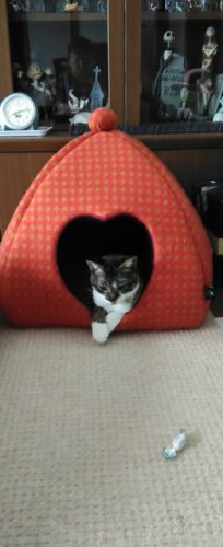 11日のチッチとこぶち♪