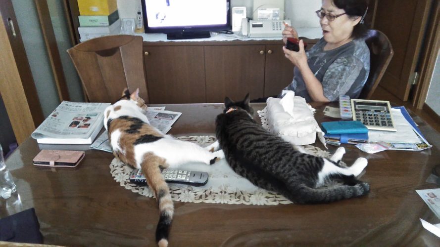 12日のチッチとこぶち（8ヶ月目）♪