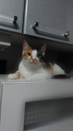 13日のチッチとこぶち♪