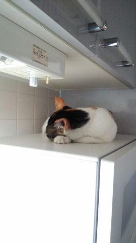 15日のチッチとこぶち（キャットタワー）♪