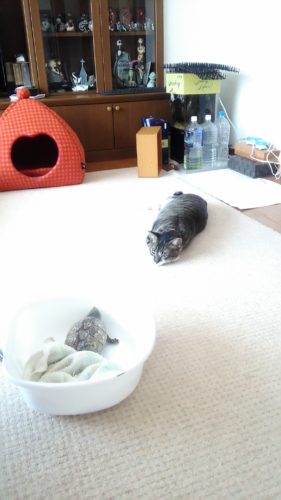 16日のチッチとこぶち♪