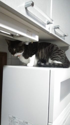 17日のチッチとこぶち♪