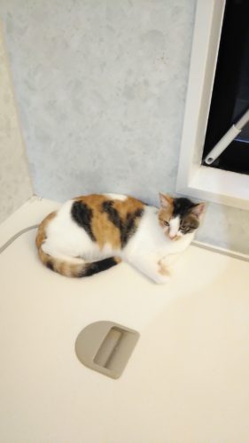 18日のチッチとこぶち（Ｇ退治）♪