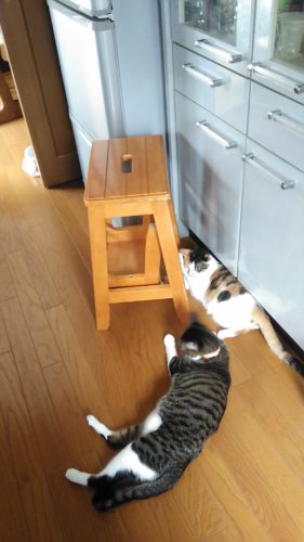 19日のチッチとこぶち♪