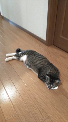 20日のチッチとこぶち♪