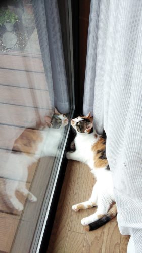 23日のチッチとこぶち（チッチの爪切り）♪