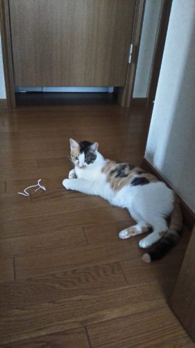 24日のチッチとこぶち♪