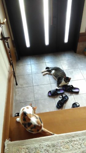 25日のチッチとこぶち♪