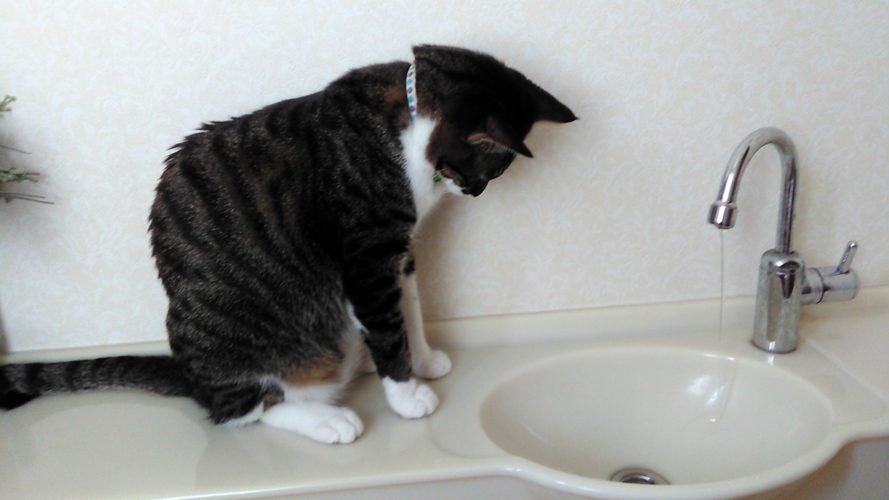 2日のチッチとこぶち♪