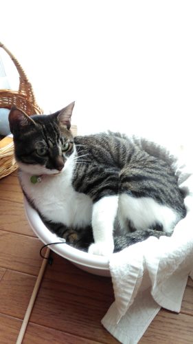 3日のチッチとこぶち♪