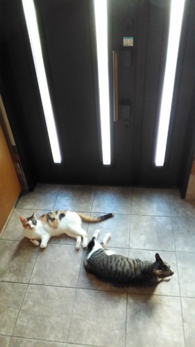 7日のチッチとこぶち♪