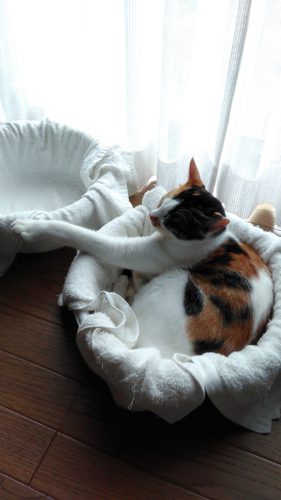 8日のチッチとこぶち♪