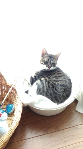 9日のチッチとこぶち♪