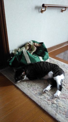 10日のチッチとこぶち♪