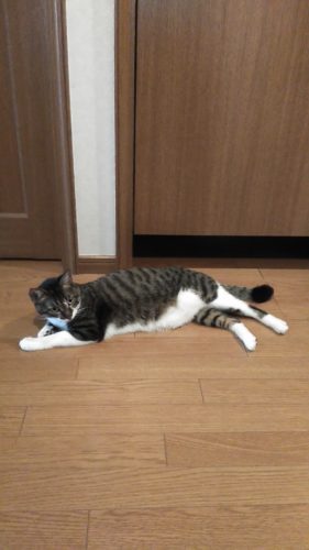 11日のチッチとこぶち♪