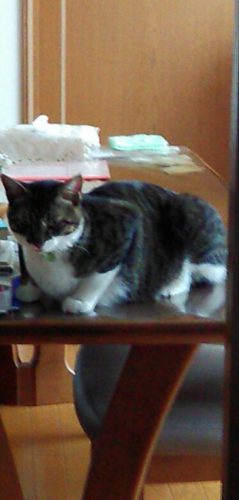 12日のチッチとこぶち（9ヶ月&ニモコの水槽）♪