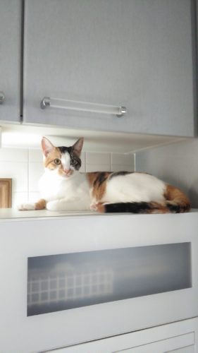 13日のチッチとこぶち♪