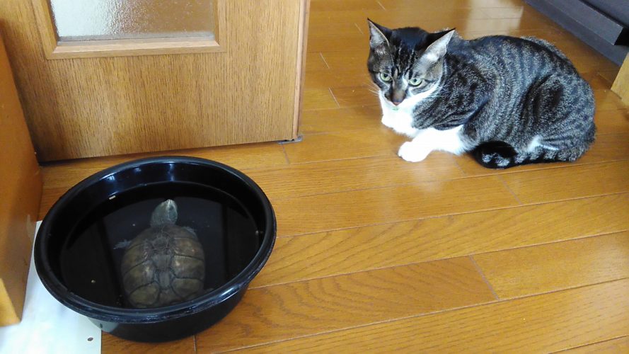 20日のチッチとこぶち♪