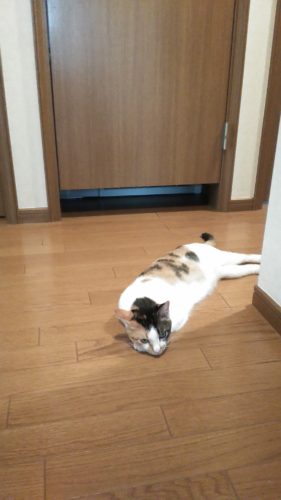 22日のチッチとこぶち♪