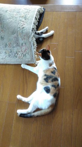 23日のチッチとこぶち♪