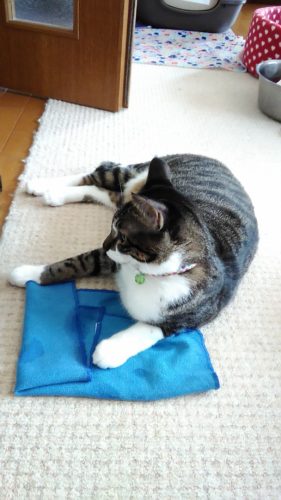 24日のチッチとこぶち♪